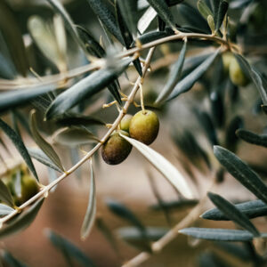 Olive Growing Class