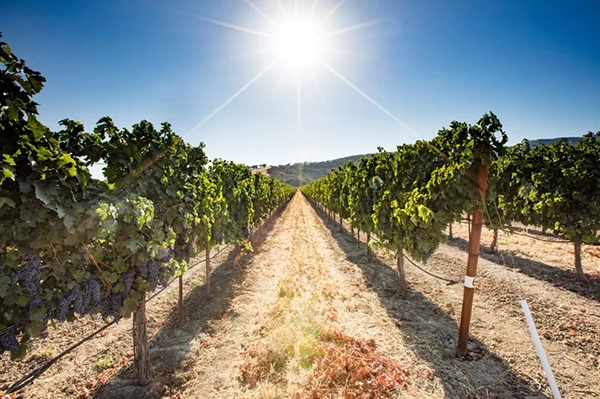 I Live in California, and This Is the No. 1 Wine Region in the Country—and No, It's Not Napa