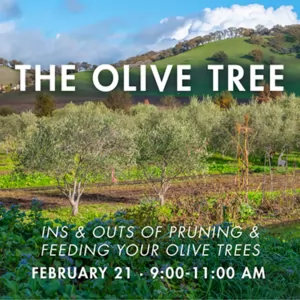 The Olive Tree: Pruning & Feeding Class