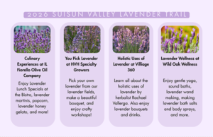 2026 Suisun Valley Lavender Trail