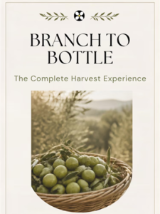 Branch to Bottle | The Complete Olive Harvest Experience